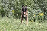 MALINOIS 383